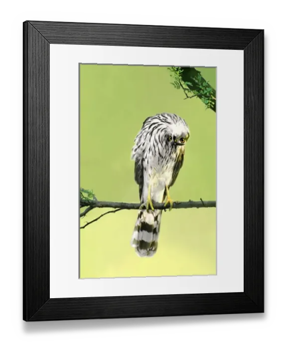 Framed Print : USA, Texas, Rio Grande Valley, McAllen. Close-up of wild Coopers hawk juvenile Framed Print : USA, Texas, Rio Grande Valley, McAllen. Close-up of wild Coopers hawk juvenile