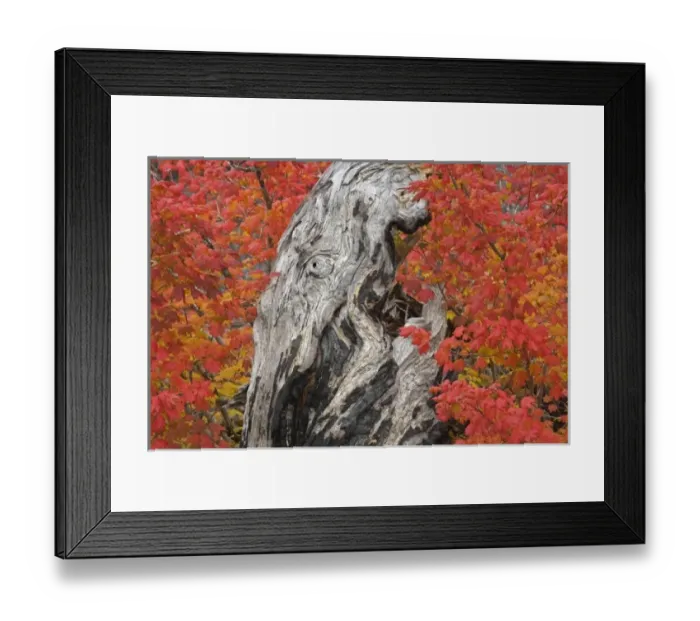 Framed Print : USA, Oregon, Willamette National Forest. Close-up of vine maple tree stump in autumn foliage Framed Print : USA, Oregon, Willamette National Forest. Close-up of vine maple tree stump in autumn foliage