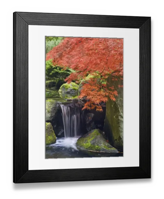 Framed Print : USA, Oregon, Portland. Waterfall and Japanese maple at Portland Japanese Garden Framed Print : USA, Oregon, Portland. Waterfall and Japanese maple at Portland Japanese Garden