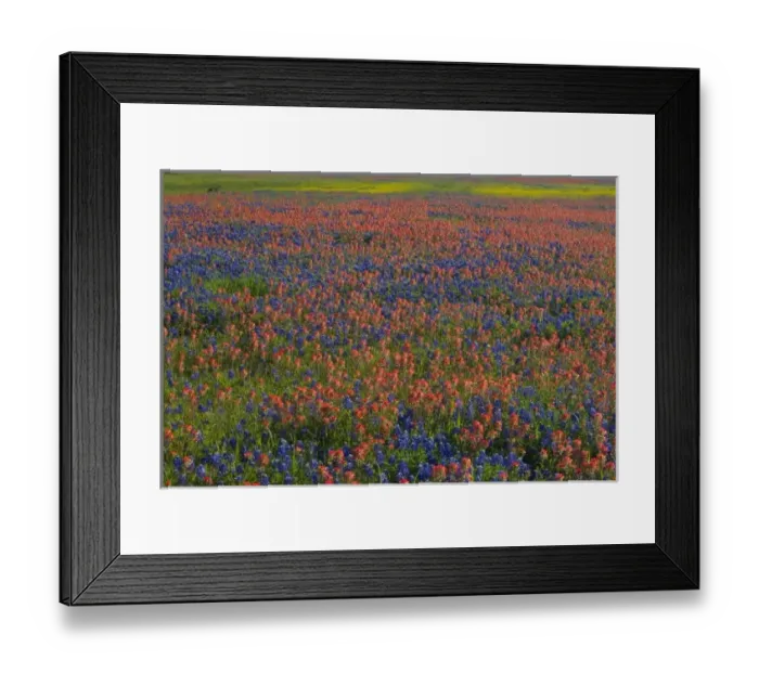 Framed Print : Field of Texas Blue Bonnets and Indian Paint Brush springtime Texas Hill Country