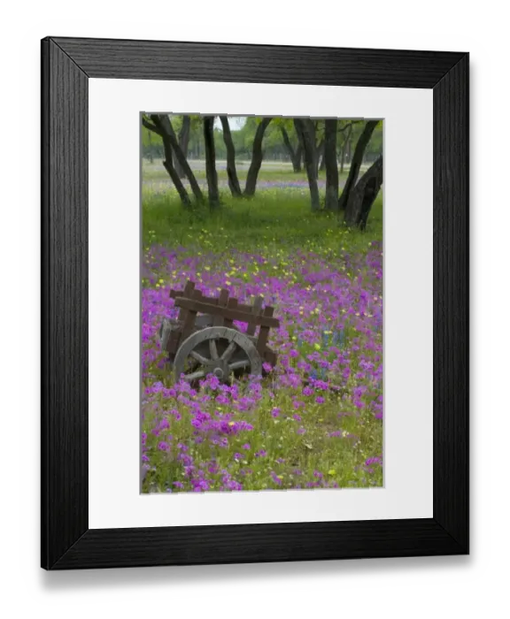 Framed Print : Wooden Cart in field of Phlox, Blue Bonnets with Oak trees srpingtime near Devine Texas