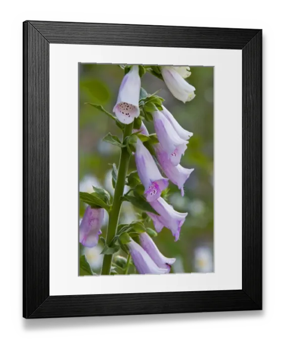 Framed Print : Foxglove wildflowers in the Cascades of Washington