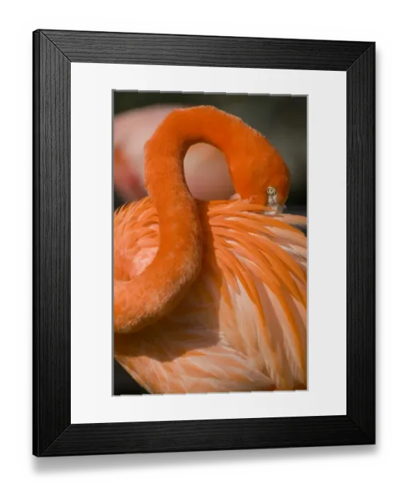 Framed Print : American Greater Flamingo (Phoenicopterus ruber) Preening form sinuous and sculptural Framed Print : American Greater Flamingo (Phoenicopterus ruber) Preening form sinuous and sculptural