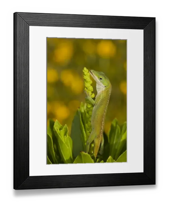 Framed Print : USA, North America, Texas Framed Print : USA, North America, Texas