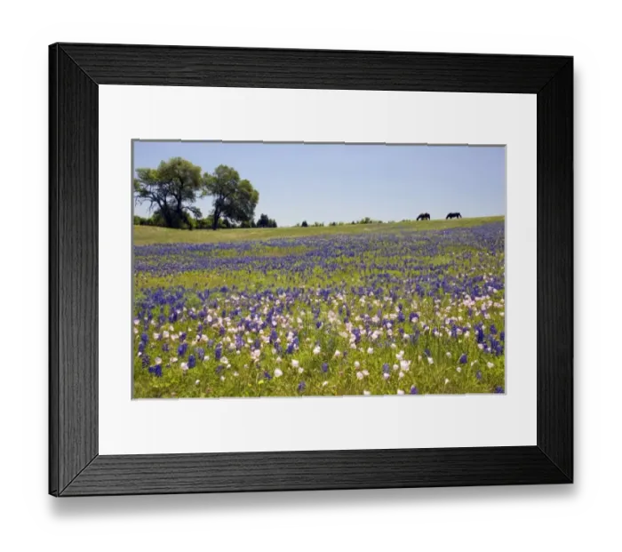 Framed Print : USA, North America, Texas
