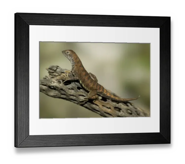 Framed Print : USA, North America, Pennsylvania