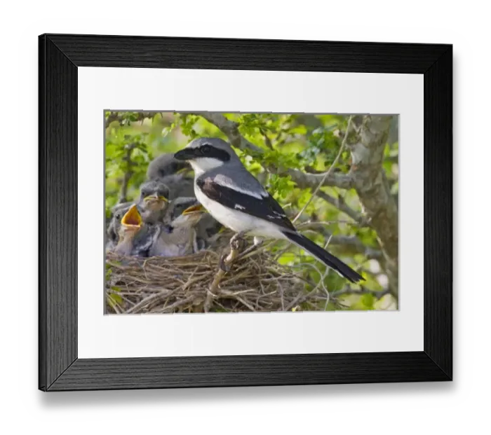 Framed Print : USA, North America, Texas Framed Print : USA, North America, Texas