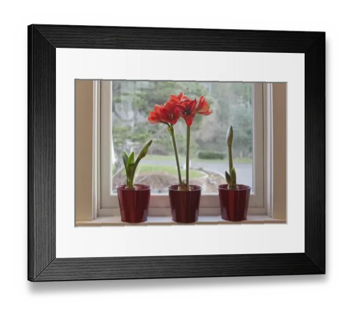 Framed Print : USA, Washington, Seabeck. Pots with Ferrari ameryllis plants on window sill