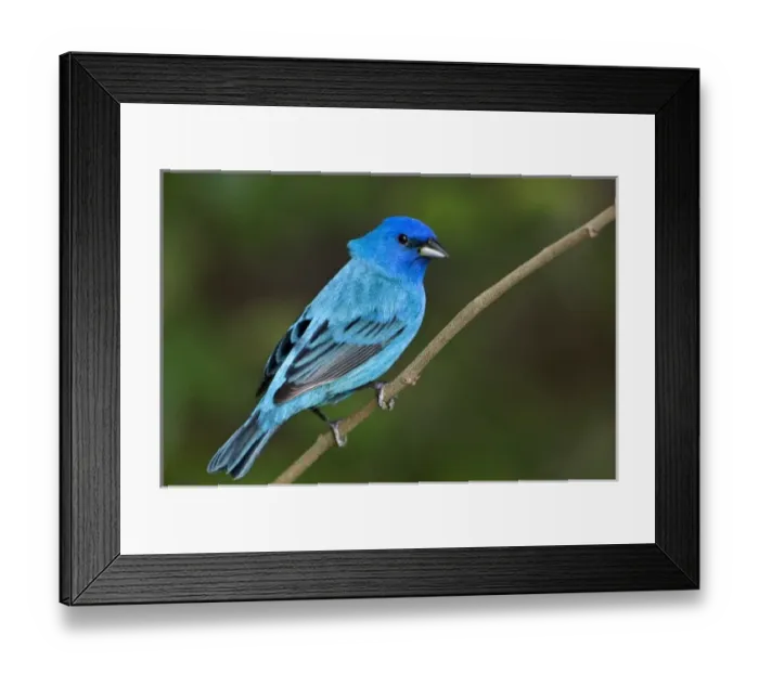 Framed Print : USA, Texas, South Padre Island. Portrait of indigo bunting male on branch