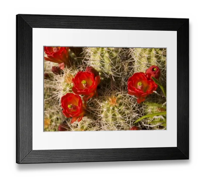Framed Print : Claret cup cactus