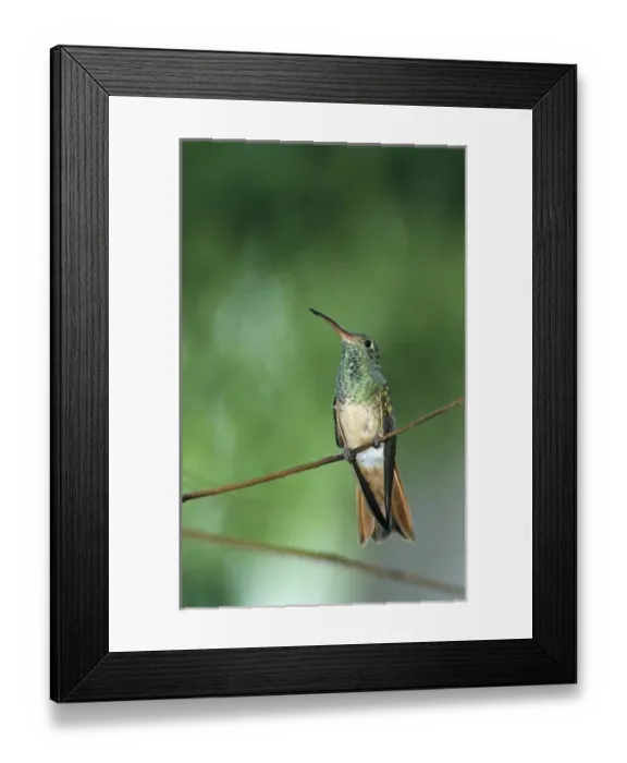Framed Print : Buff-bellied Hummingbird, Amazilia yucatanenensis, adult, Weslaco, Rio Grande Valley Framed Print : Buff-bellied Hummingbird, Amazilia yucatanenensis, adult, Weslaco, Rio Grande Valley