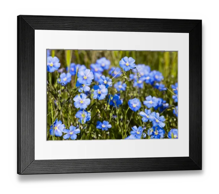 Framed Print : Wild Blue Flax