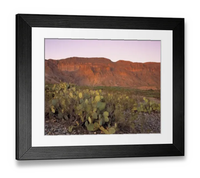 Framed Print : USA, Texas, Big Bend NP. Prickly Pear Cacti act as foreground for the red, dawn-bathed Framed Print : USA, Texas, Big Bend NP. Prickly Pear Cacti act as foreground for the red, dawn-bathed