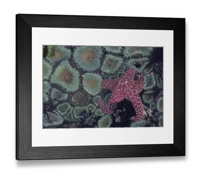 Framed Print : OR, Oregon Coast near Yachats, Strawberry Hill, green sea anemones with ochre sea star