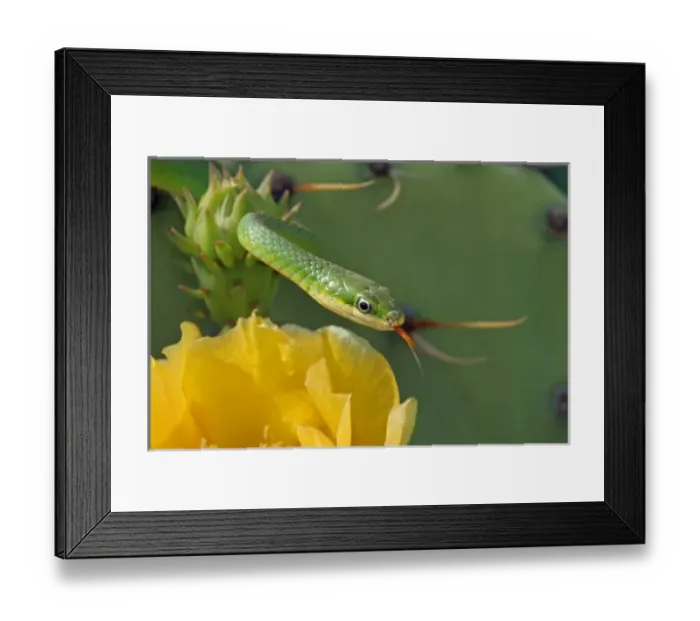 Framed Print : USA, North America, Texas Framed Print : USA, North America, Texas