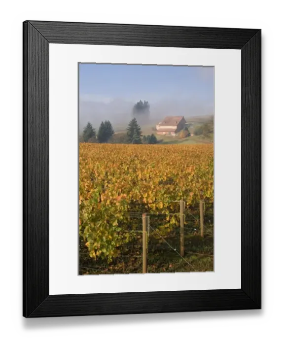 Framed Print : Fall colors blanket the Pinot Noir grapevines that slope up the the fog misted Domaine