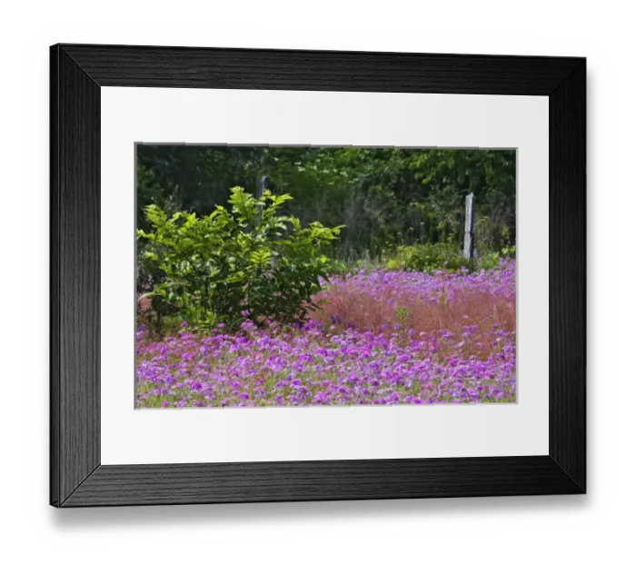 Framed Print : Drummond Phlox, Phlox drummondi, Hilton Head Island, South Carolina