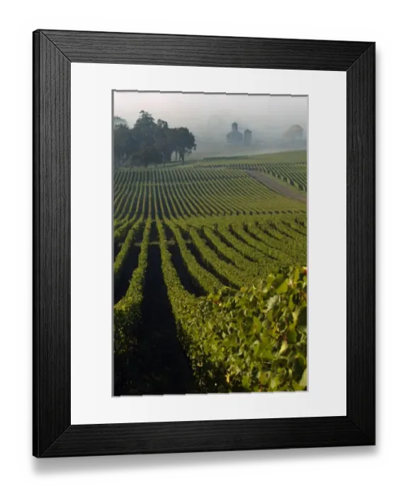 Framed Print : On a misty Willamette Valley morning, light dances across the grapeleaves that cling Framed Print : On a misty Willamette Valley morning, light dances across the grapeleaves that cling