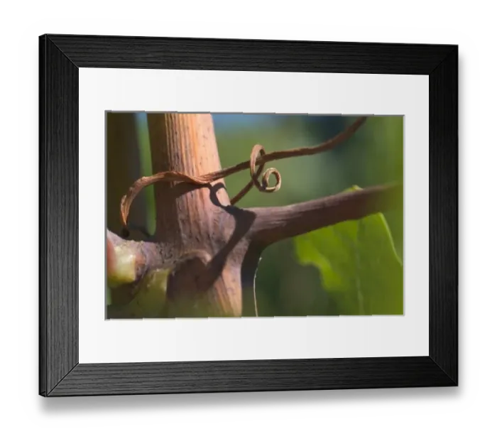 Framed Print : Close up of tendril wrapped around stalk of Pinot Noir vine in the Adelsheim Vineyard near Newberg