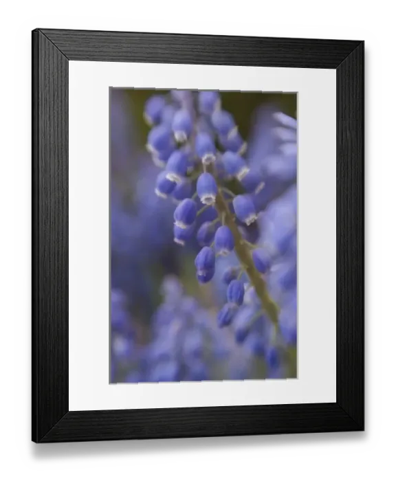 Framed Print : USA, Virginia, Arlington Framed Print : USA, Virginia, Arlington