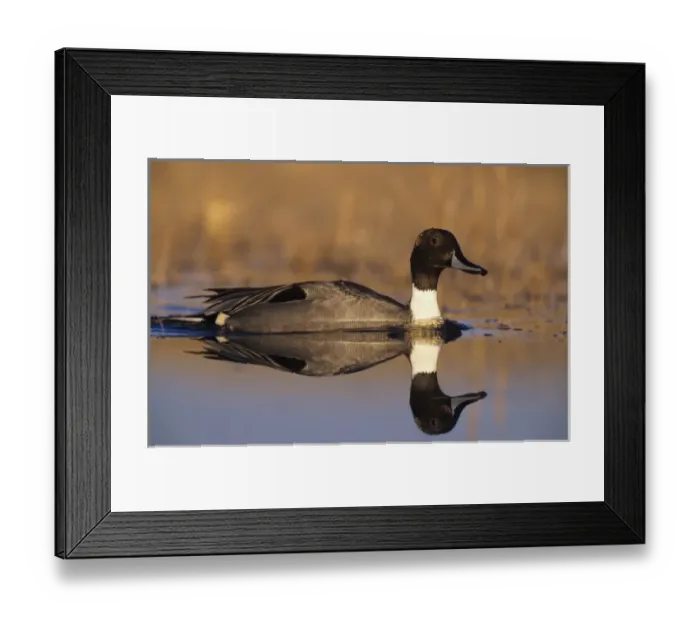 Framed Print : Northern Pintail, Anas acuta, male, Bosque del Apache National Wildlife Refuge, New Mexico