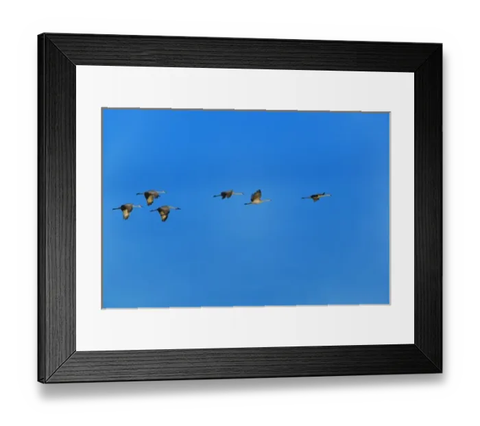 Framed Print : Sandhill Cranes in flight, Grus canadensis, Bosque del Apache National Wildlife Refuge Framed Print : Sandhill Cranes in flight, Grus canadensis, Bosque del Apache National Wildlife Refuge