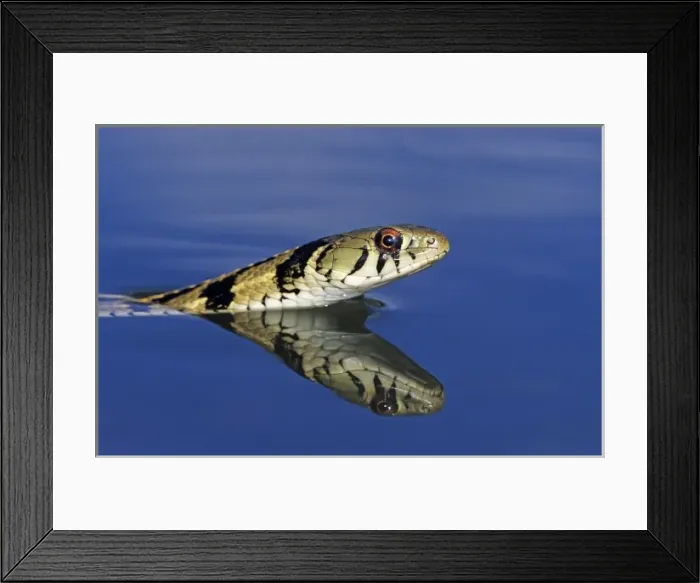 Framed Print : Checkered Garter Snake, Thamnophis marcianus marcianus, adult swimming, Willacy County Framed Print : Checkered Garter Snake, Thamnophis marcianus marcianus, adult swimming, Willacy County