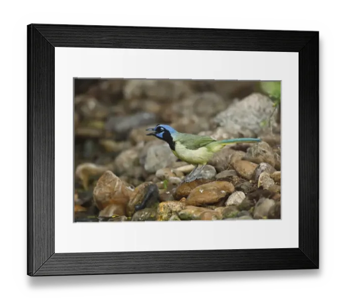 Framed Print : USA, North America, Texas Framed Print : USA, North America, Texas