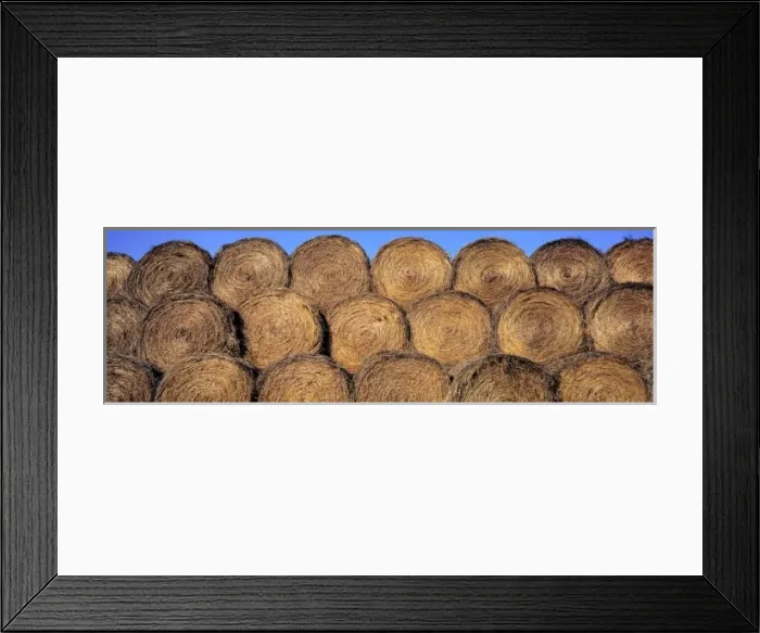 Framed Print : USA, North Dakota, Dunn Co. Rolls of hay glimmer like stacked, burnished pennies