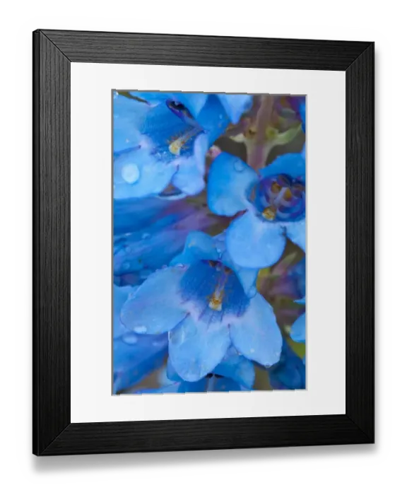 Framed Print : Blue Penstemon aka Beardtongue with water drops at Medicine Rocks State Park near