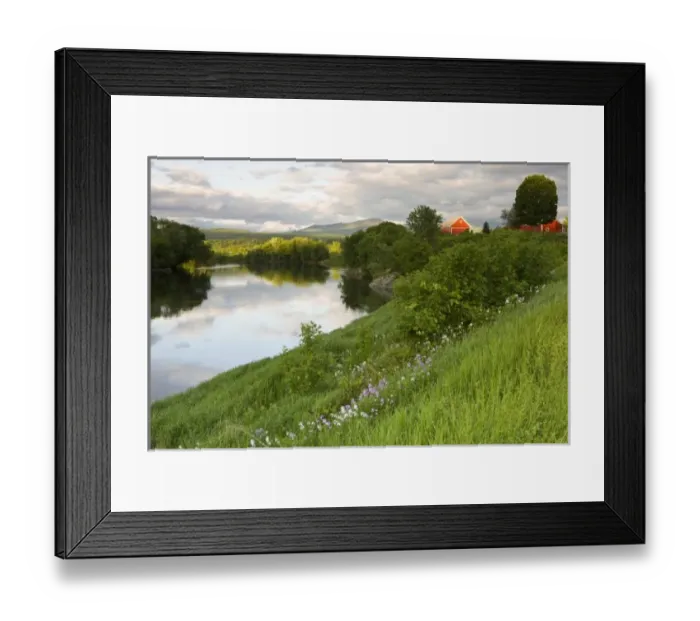 Framed Print : A farm on the banks of the Connecticut River in Newbury, Vermont. Phlox. (Not available