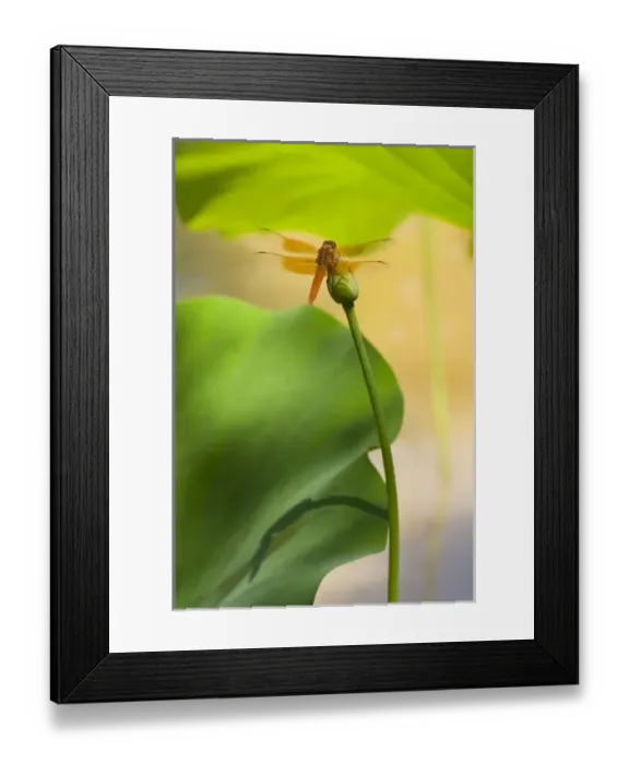 Framed Print : USA, North America, New Mexico Framed Print : USA, North America, New Mexico