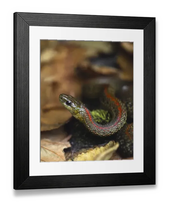 Framed Print : USA, Oregon, Multnomah County. Garter snake in garden Framed Print : USA, Oregon, Multnomah County. Garter snake in garden