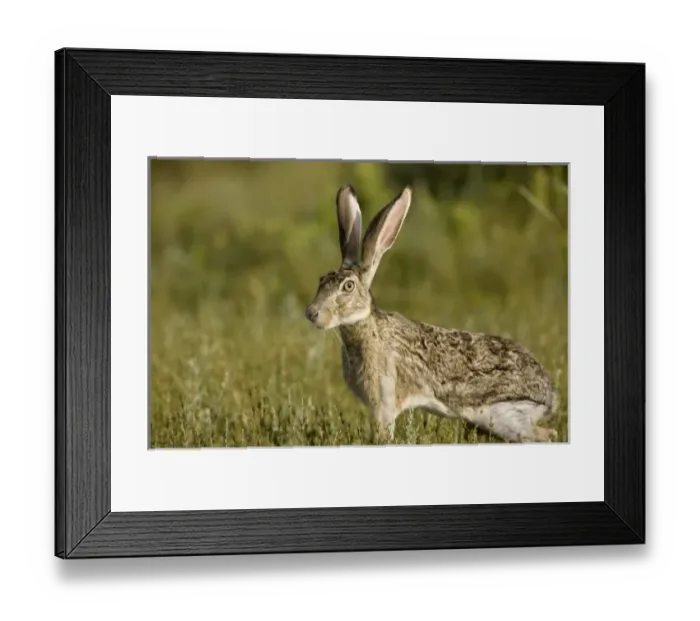 Framed Print : USA, North America, Texas Framed Print : USA, North America, Texas