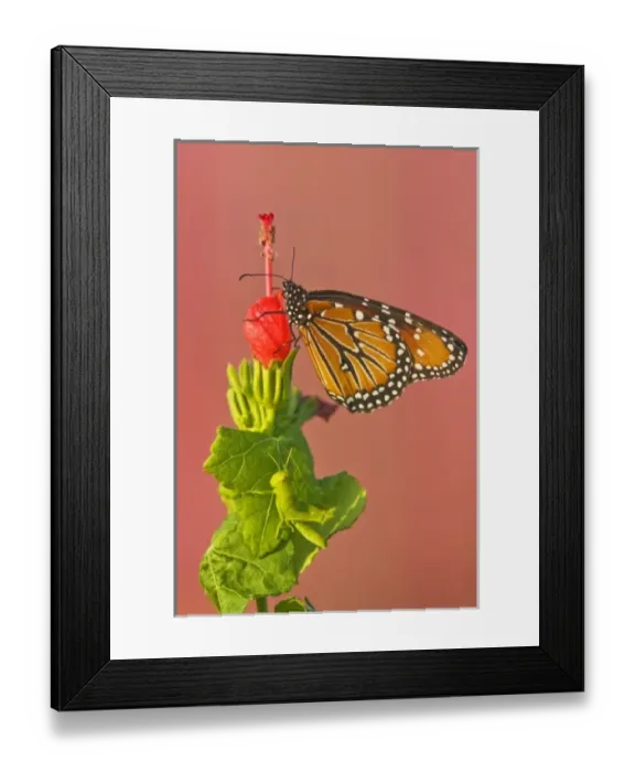 Framed Print : Queen (Danaus gilippus) nectoring on Turks Cap flower, s. Texas, USA Framed Print : Queen (Danaus gilippus) nectoring on Turks Cap flower, s. Texas, USA