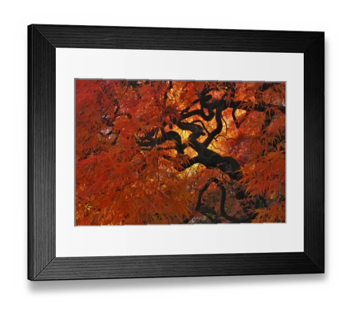 Framed Print : USA, Oregon, Portland. Lace leaf Japanese maple tree in garden Framed Print : USA, Oregon, Portland. Lace leaf Japanese maple tree in garden
