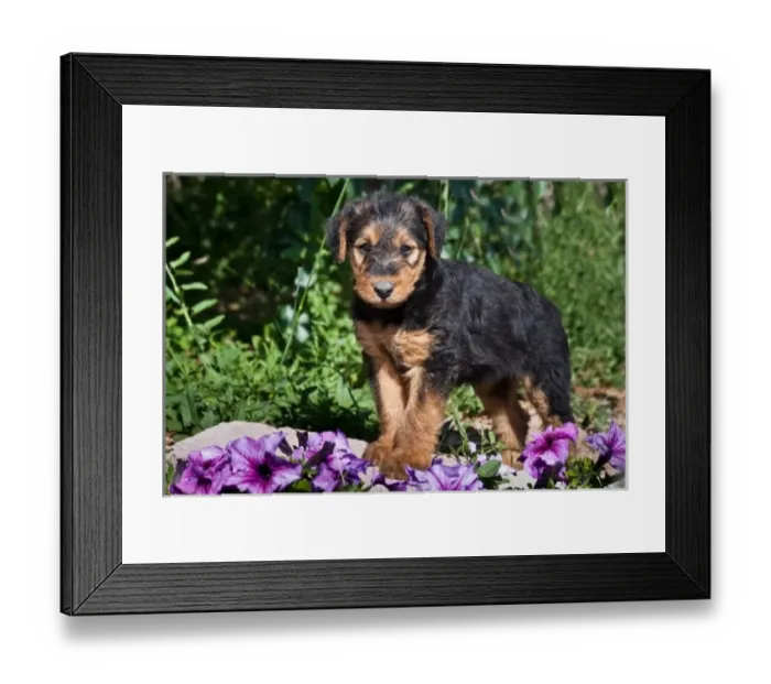 Framed Print : An Airedale puppy standing on a small rock with purple flowers around Framed Print : An Airedale puppy standing on a small rock with purple flowers around