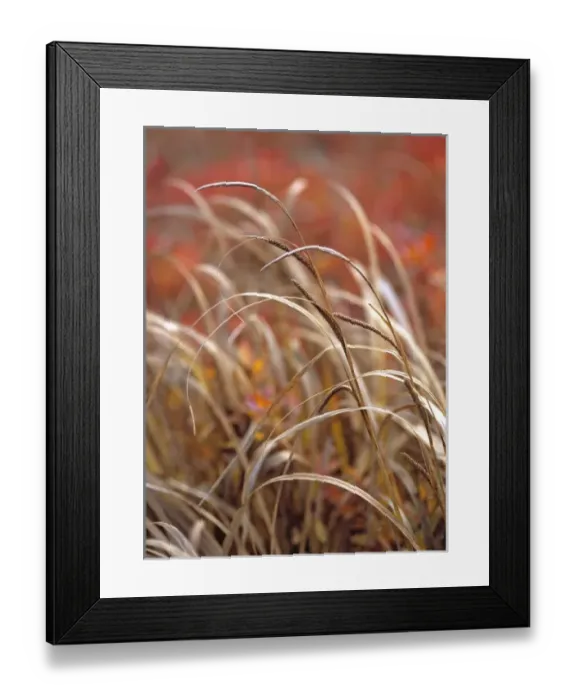 Framed Print : USA, Oregon, McKenzie Pass. Grasses and fall color decorate McKenzie Pass in