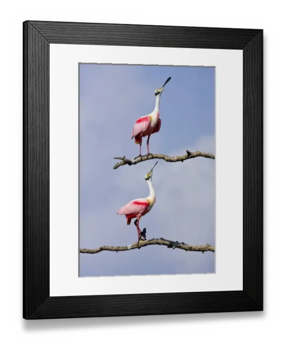Framed Print : USA, Texas, High Island, High Island Rookery. Roseate spoonbill pair in mating display Framed Print : USA, Texas, High Island, High Island Rookery. Roseate spoonbill pair in mating display