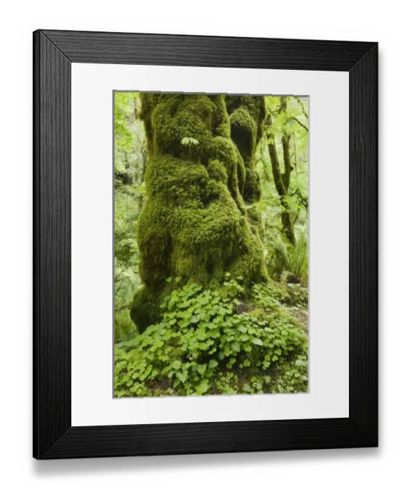 Framed Print : USA, North America, Oregon Framed Print : USA, North America, Oregon