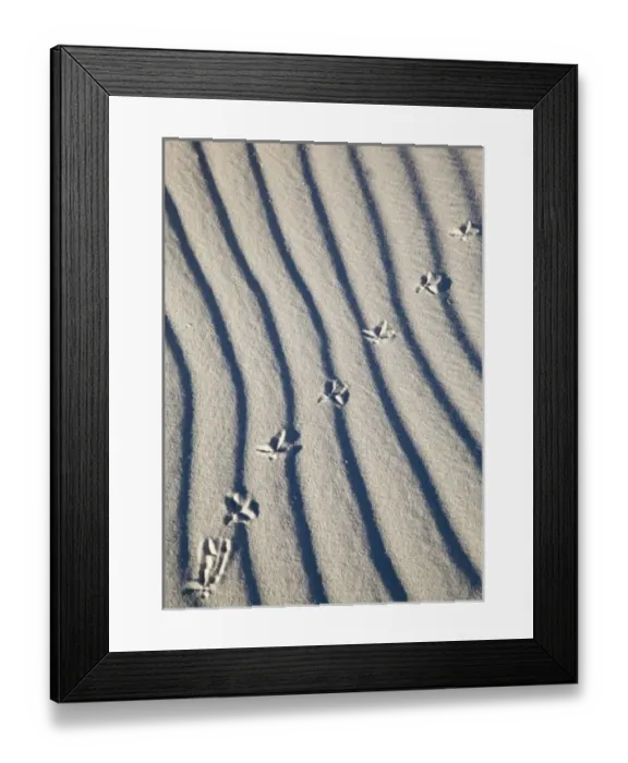 Framed Print : Bird tracks in sand at White Sands National Monument in New Mexico