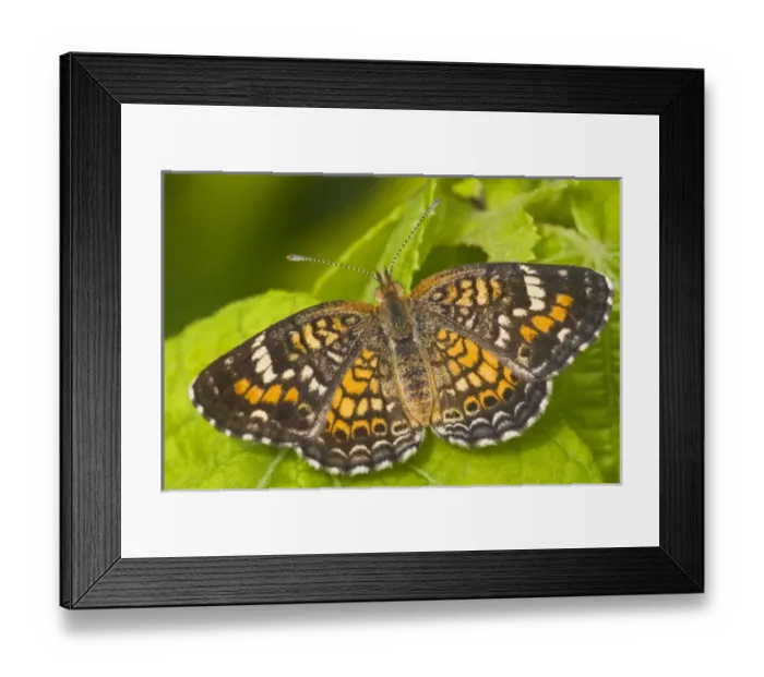 Framed Print : USA, North America, Texas