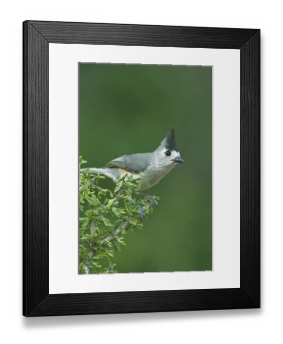 Framed Print : Texas, Rio Grande Valley, Black-crested Titmouse (Baeolophus atricristatus) Framed Print : Texas, Rio Grande Valley, Black-crested Titmouse (Baeolophus atricristatus)
