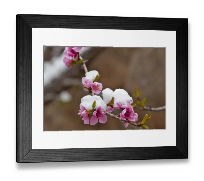 Framed Print : Fresh spring snowfall coats the red rocks and fruit tree in Zion National Park in Utah Framed Print : Fresh spring snowfall coats the red rocks and fruit tree in Zion National Park in Utah