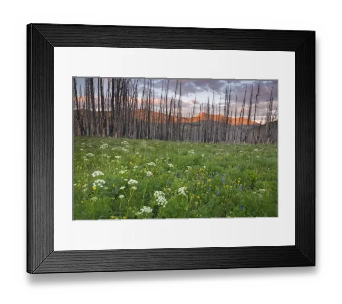 Framed Print : USA, Washington, Mount Baker. Burned trees and fresh growth Framed Print : USA, Washington, Mount Baker. Burned trees and fresh growth