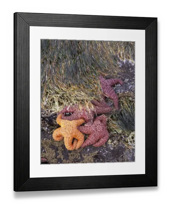 Framed Print : OR, Oregon Coast near Yachats, Strawberry Hill, ochre sea stars and sea grass