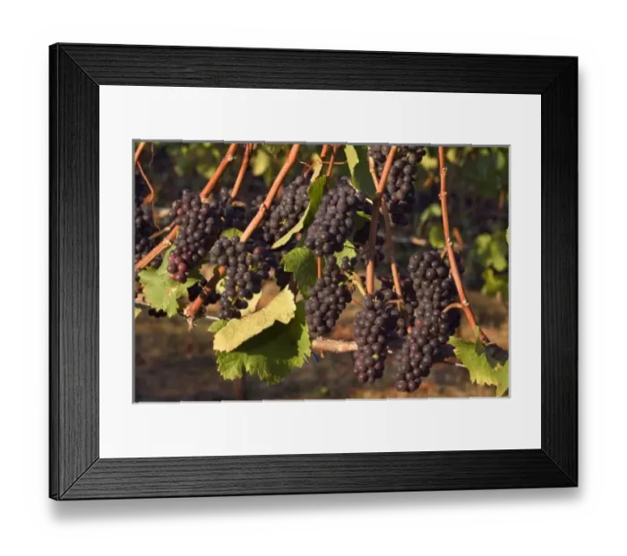 Framed Print : USA, North America, Oregon