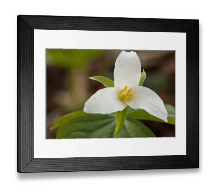 Framed Print : USA, North America, Oregon Framed Print : USA, North America, Oregon
