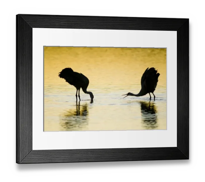 Framed Print : A pair of sandhill cranes (Grus canadensis) wintering in New Mexico in wintertime Framed Print : A pair of sandhill cranes (Grus canadensis) wintering in New Mexico in wintertime