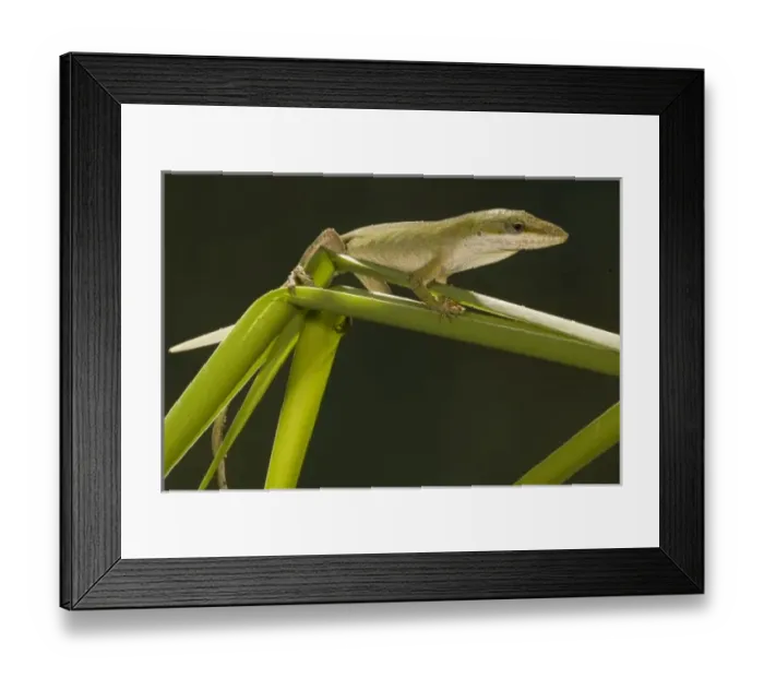 Framed Print : USA, North America, Pennsylvania